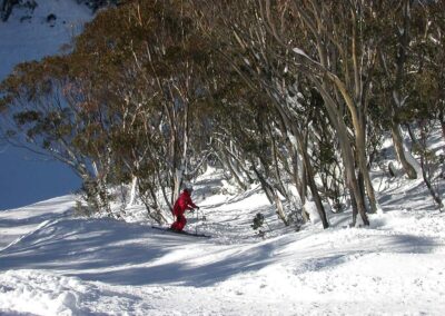 Tree Skiing Australia
